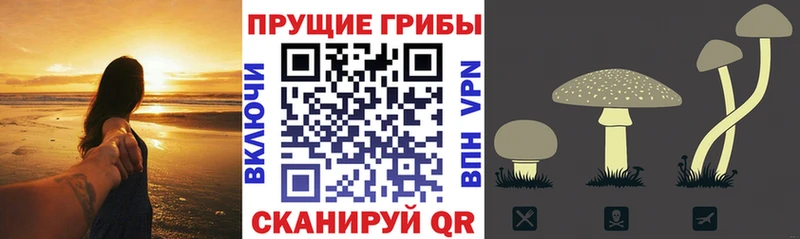 магазин продажи   Ижевск  Псилоцибиновые грибы мухоморы 